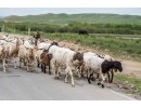 Tibetan Sheep